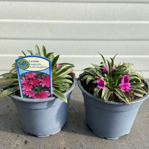 Lewisia Longipetala 'Little Raspberry' (Bitterkruid)