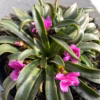 Lewisia Longipetala 'Little Raspberry' (Bitterkruid)