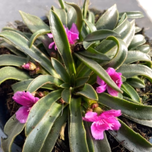 Lewisia Longipetala 'Little Raspberry' (Bitterkruid)