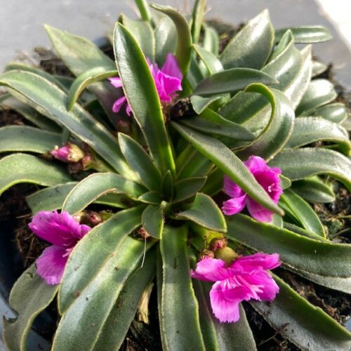 Lewisia Longipetala 'Little Raspberry' (Bitterkruid)