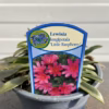 Lewisia Longipetala 'Little Raspberry' (Bitterkruid)