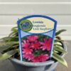 Lewisia Longipetala 'Little Raspberry' (Bitterkruid)