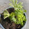 Pulsatilla vulgaris 'Rote Clocke' (Wildemanskruid)