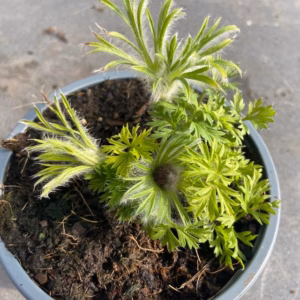 Pulsatilla vulgaris 'Rote Clocke' (Wildemanskruid)