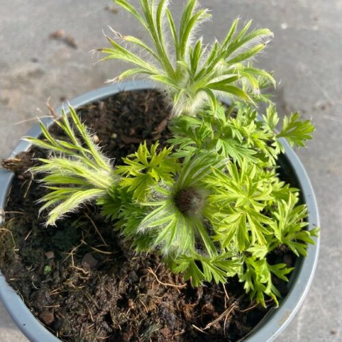 Pulsatilla (Wildemanskruid)