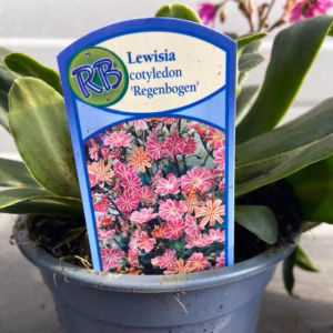 Lewisia cotyledon 'Regenbogen'