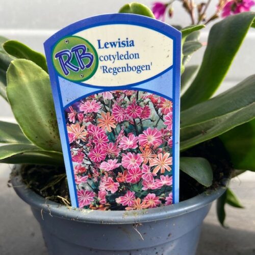 Lewisia cotyledon 'Regenbogen'