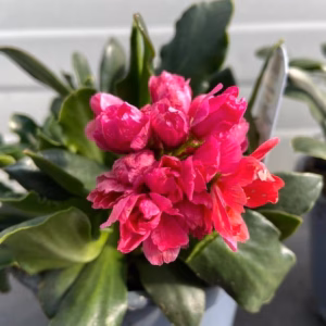 Lewisia cotyledon 'Regenbogen'