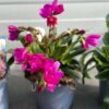 Lewisia cotyledon 'Regenbogen'