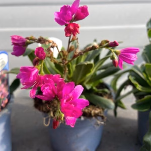 Lewisia cotyledon 'Regenbogen'