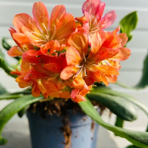 Lewisia (Bitterkruid)