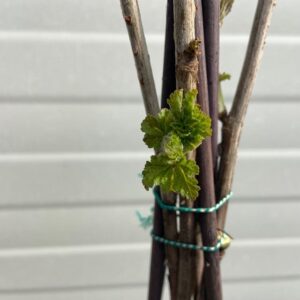 Ribes Rubrum 'Jonkheer van Tets' (rode aalbes)
