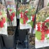 Ribes Rubrum 'Jonkheer van Tets' (rode aalbes)