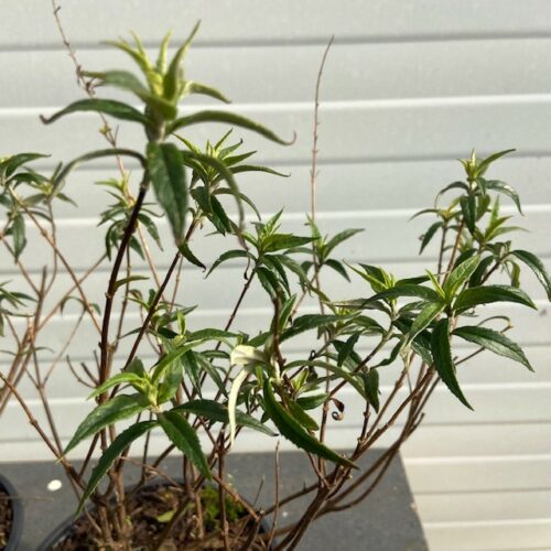 Buddleja Free Petite Snow White (Dwergvlinderstruik)