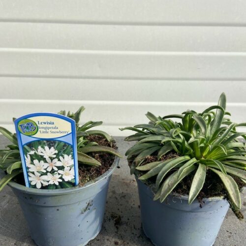 Lewisia Longipetala 'Little Snowberry' (Bitterkruid)