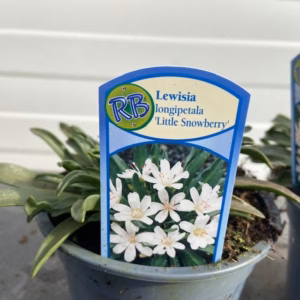 Lewisia Longipetala 'Little Snowberry' (Bitterkruid)