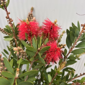Callistemon Citrinus (lampenpoetser)