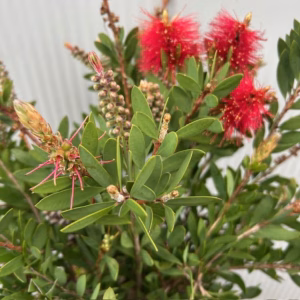 Callistemon Citrinus (lampenpoetser)