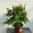 Callistemon Citrinus (lampenpoetser)