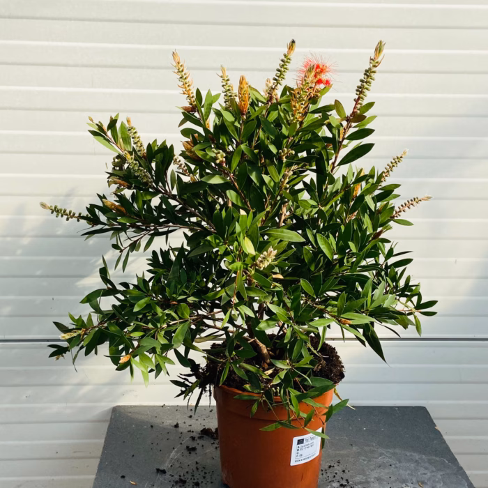 Callistemon Citrinus (lampenpoetser)