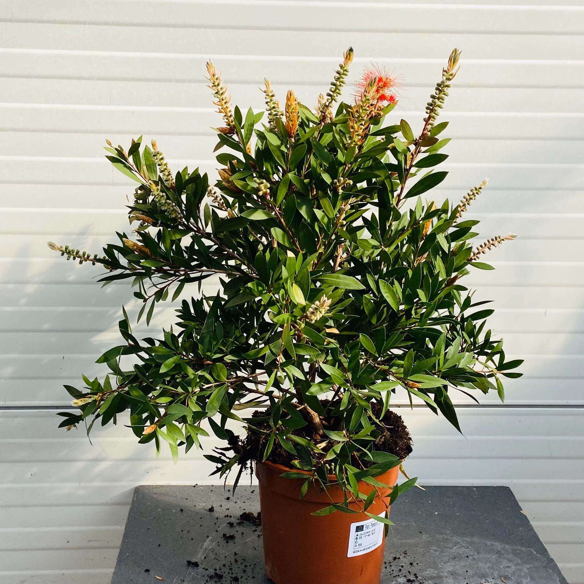 Callistemon Citrinus (lampenpoetser)
