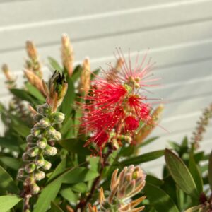 Callistemon Citrinus (lampenpoetser)