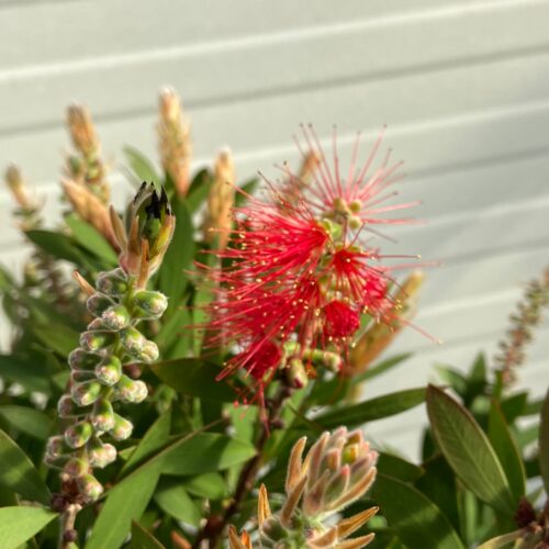 Callistemon Citrinus (lampenpoetser)