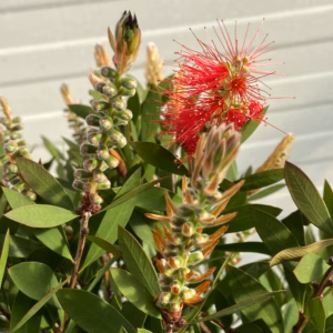 Callistemon Citrinus (lampenpoetser)
