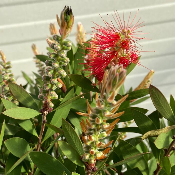 Callistemon Citrinus (lampenpoetser)
