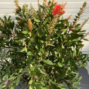 Callistemon Citrinus (lampenpoetser)