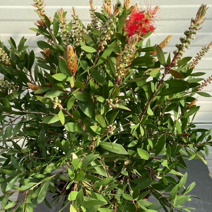 Callistemon Citrinus (lampenpoetser)