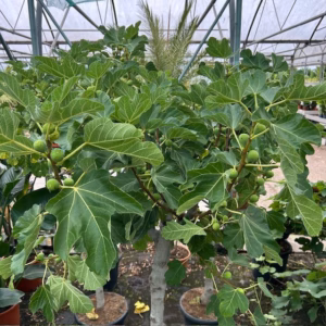 Ficus carica, (Vijgenboom) met dikke stam en 160 cm hoog