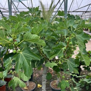Ficus carica, (Vijgenboom) met dikke stam en 160 cm hoog