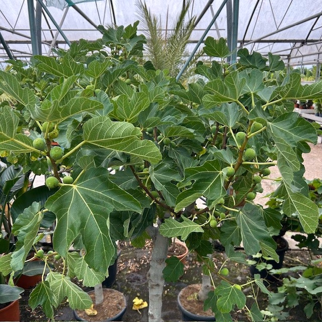 Ficus carica, (Vijgenboom) met dikke stam en 160 cm hoog