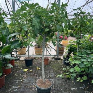 Ficus carica, (Vijgenboom) met dikke stam en 160 cm hoog