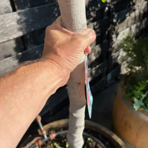 Ficus carica, (Vijgenboom) met dikke stam