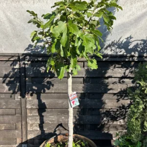 Ficus carica, (Vijgenboom) met dikke stam