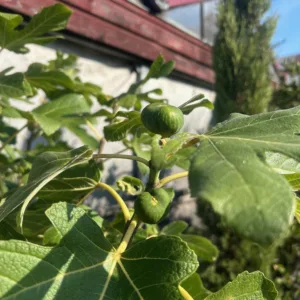 Ficus carica, (Vijgenboom) met dikke stam