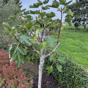 Ficus carica, (Vijgenboom) met dikke stam en 160 cm hoog
