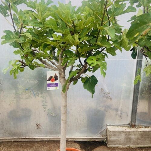 Ficus carica, (Vijgenboom) met dikke stam