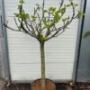 Ficus carica, (Vijgenboom) met dikke stam