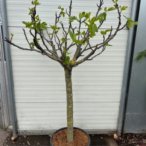 Ficus carica, (Vijgenboom) met dikke stam