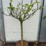 Ficus carica, (Vijgenboom) met dikke stam