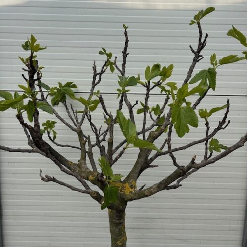 Ficus carica, (Vijgenboom) met dikke stam