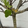 Ficus carica, (Vijgenboom) met dikke stam
