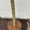Ficus carica, (Vijgenboom) met dikke stam