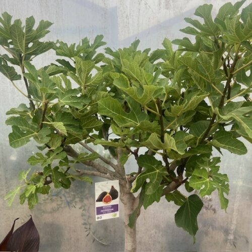 Ficus carica, (Vijgenboom) met dikke stam