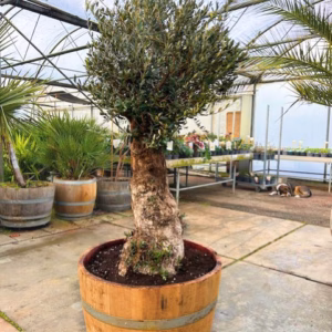 Olijfboom met nostalgische stam in half wijnvat van 150 liter