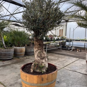 Olijfboom met nostalgische stam in half wijnvat van 150 liter