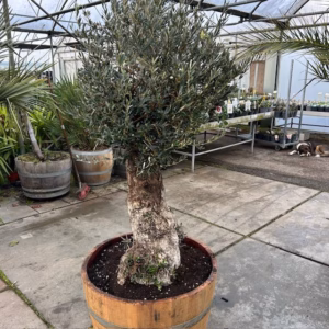 Olijfboom met nostalgische stam in half wijnvat van 150 liter